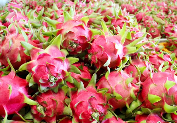 Selection of dragon fruit according to the Standard