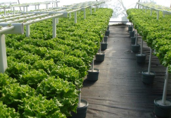 Hydroponic vegetable model provides clean vegetables at home