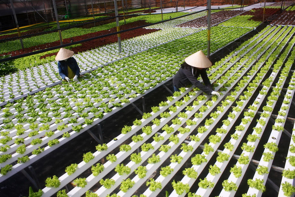 Model of a clean hydroponic vegetable garden in Da Lat