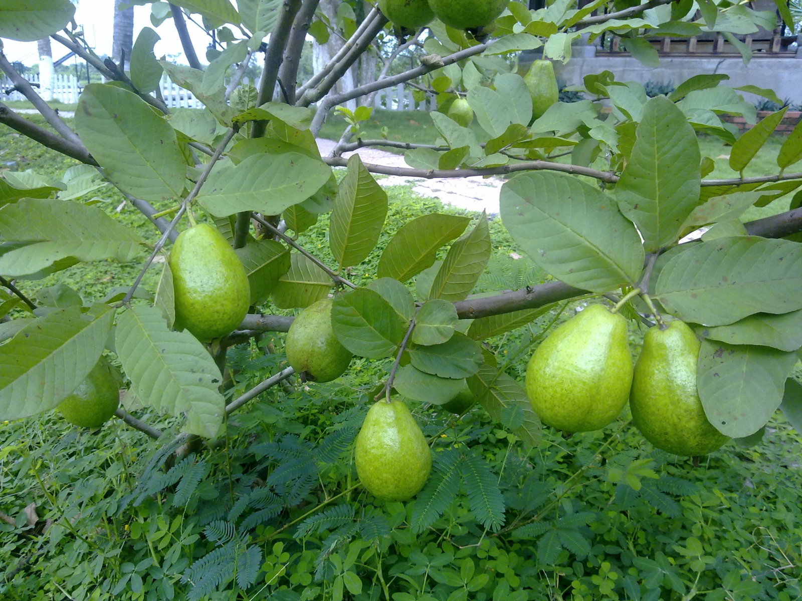 Visiting the Western guava garden