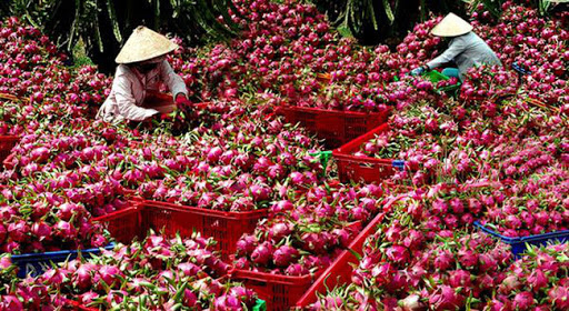 Selection of dragon fruit according to the Standard
