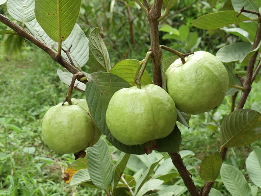 Visiting the Western guava garden